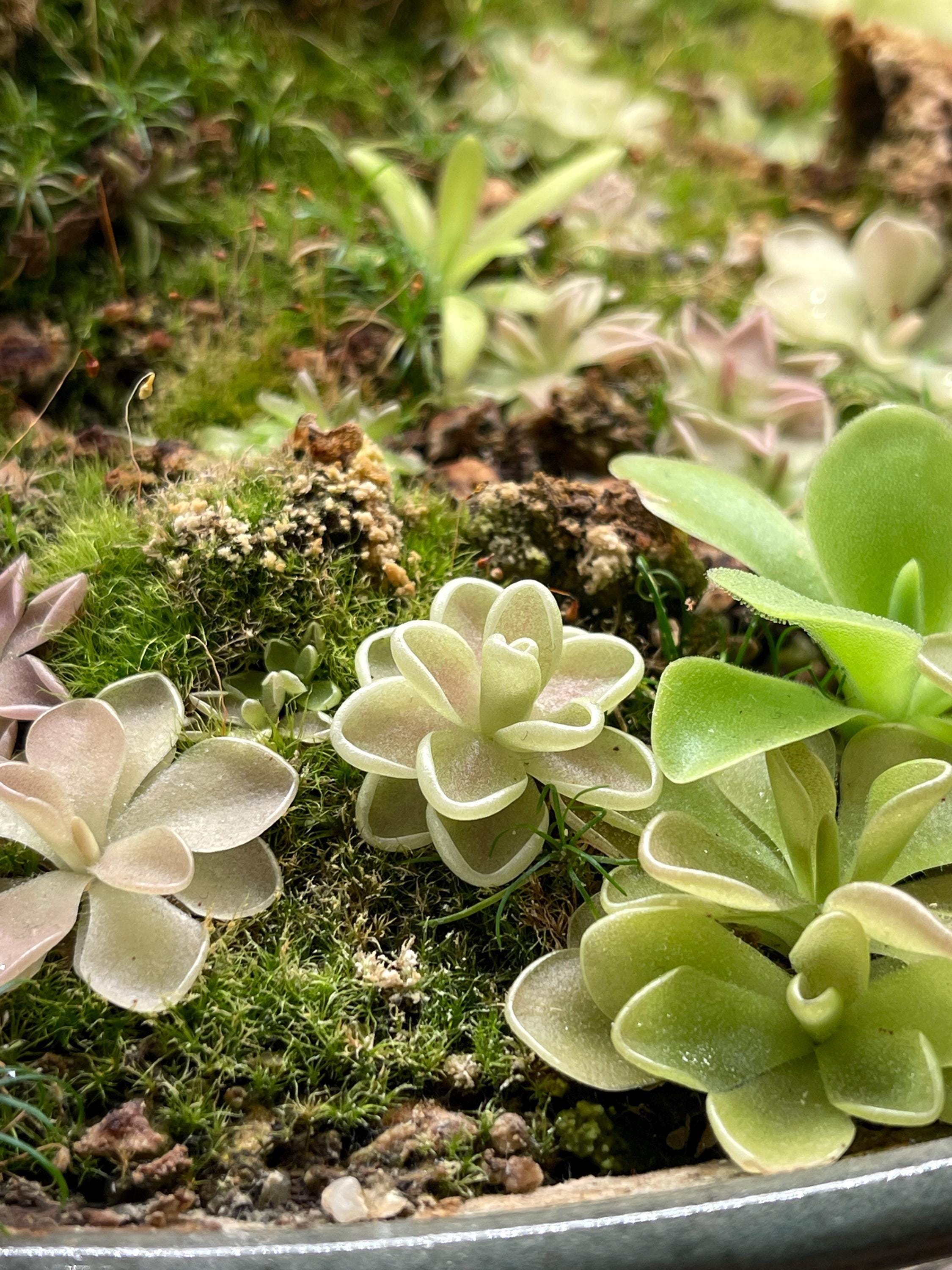 Pinguicula Yucca DO 1713 - Plant Tissue Culture Large (12oz) - Etsy