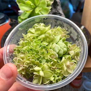 May include: A clear plastic container filled with small, light green succulent plants. The plants have rounded leaves with a slight pinkish hue at the tips. The container is held by a person's hand, with more plants visible in the background.