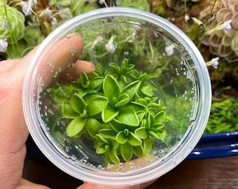 Pinguicula ibarrae - Frasco de cultivo de tejidos, pequeño (5,5 oz)