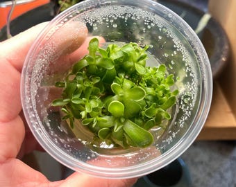 Pinguicula Debbertiana- Tissue Culture Flask Small (5.5oz)