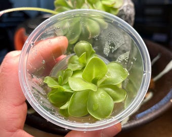Pinguicula Kewensis - Tissue Culture,  Small (5.5oz) Flask