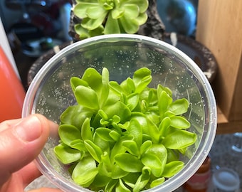 Pinguicula "Pirouette"- Frasco de cultivo de tejidos grande (12oz)