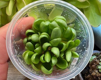 Pinguicula Peaches- Tissue Culture,  Small (5.5oz) Flask