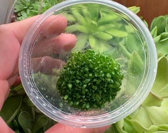 Utricularia Calycifida "Mrs. Marsh" - Tissue Culture,  Small (5.5oz) Flask