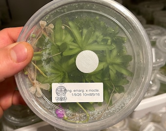 Pinguicula emarginata x moctezumae - Cultivo de tejidos, frasco grande (12 oz)