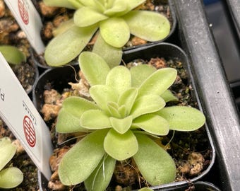 Pinguicula Ysi