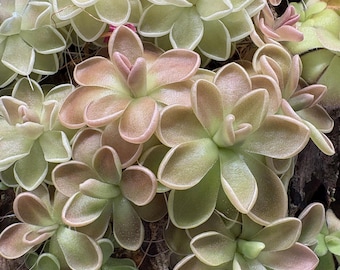 Pinguicula ehlersiae x mesophytica