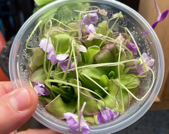 Pinguicula Moranensis molongo alba x Cyclosecta - Cultivo de tejidos, frasco grande (12 oz)