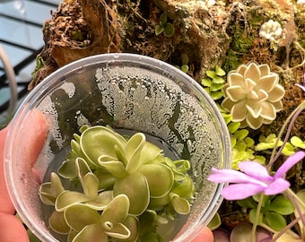 Frasco pequeño para cultivo de tejidos de Pinguicula ehlersiae "Algodón de Azúcar" (157 g)