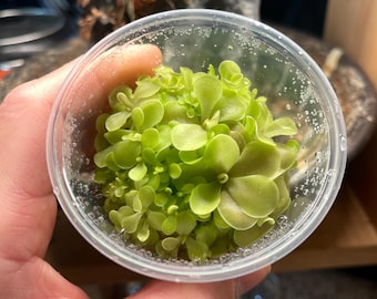 Pinguicula Weser- Frasco de cultivo de tejidos pequeño (5,5 oz)