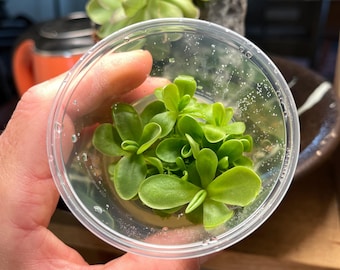 Pinguicula Mehitable - Tissue Culture,  Small (5.5oz) Flask