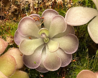 Pinguicula cyclosecta