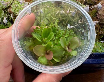 Pinguicula Lavender Lacewing  - Tissue Culture,  Small (5.5oz) Flask