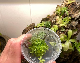 Pinguicula esseriana - Frasco de cultivo de tejidos, pequeño (5,5 oz)