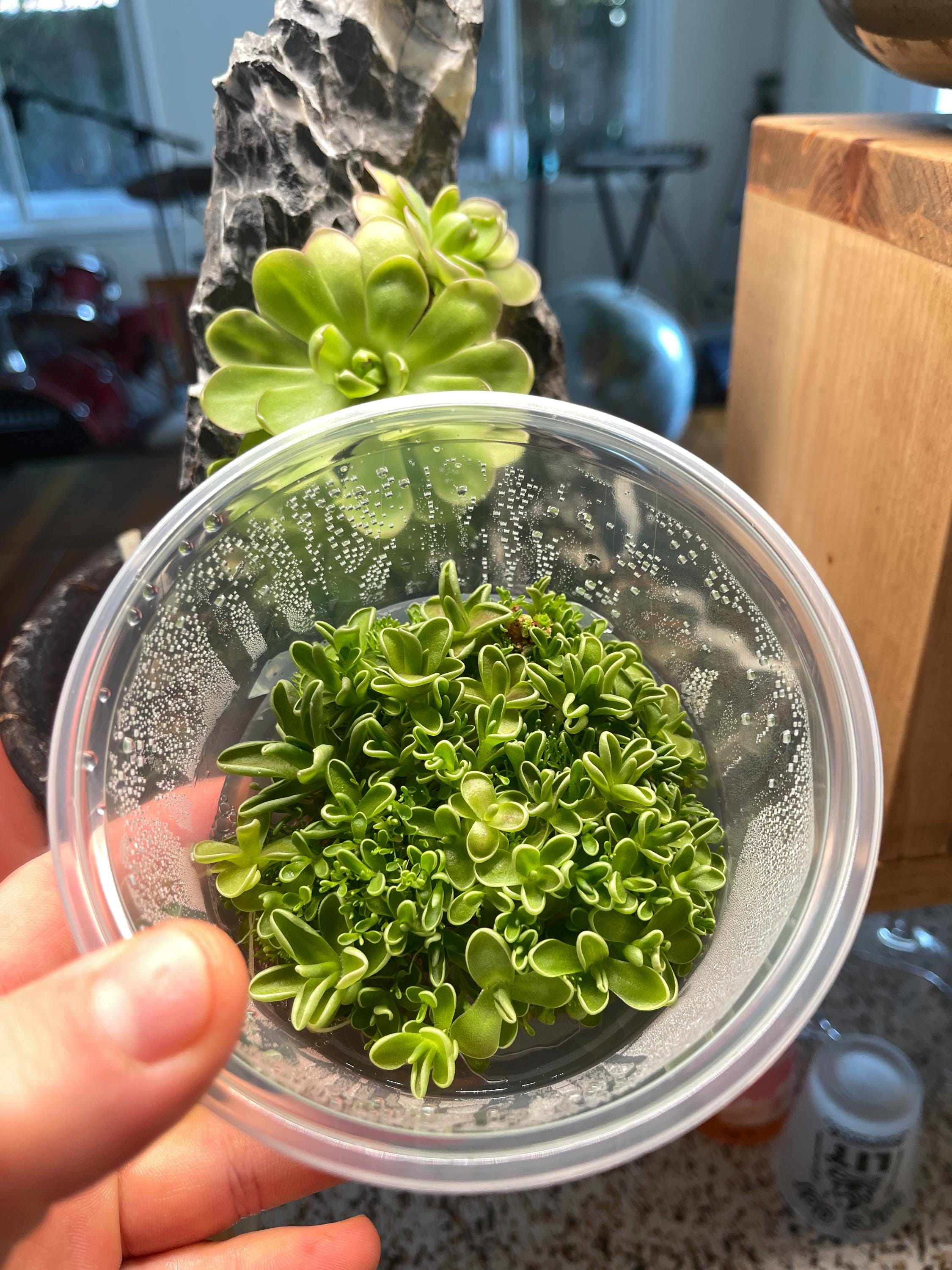 Pinguicula Yucca DO 1713 - Plant Tissue Culture Large (12oz) - Etsy