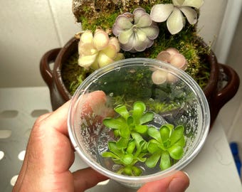 Pinguicula cyclosecta - Tissue Culture,  Small (5.5oz) Flask
