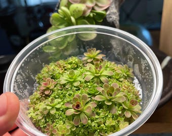 Frasco grande para cultivo de tejidos de Pinguicula Johanna (355 ml)