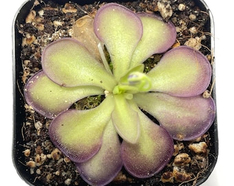 Pinguicula moranensis Molongo alba x cyclosecta
