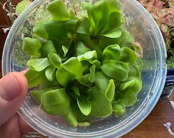 Pinguicula Lavender Lacewing - Tissue Culture,  Large (12oz) Flask