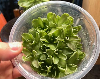 Pinguicula Debbertiana- Tissue Culture Flask Large (12oz)