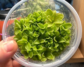 Pinguicula emarginata x jaumavensis - Cultivo de tejidos, matraz pequeño (5,5 oz)
