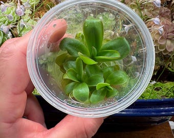 Pinguicula Big Purple Thing x agnata "Red Leaf" Clon 1 - Cultivo de tejidos, Frasco pequeño (5.5 oz)