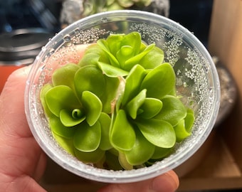 Pinguicula Sethos - Matraz de cultivo de tejidos pequeño (157 g)