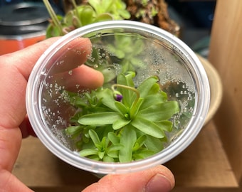 Pinguicula emarginata x moctezumae - Cultivo de tejidos, matraz pequeño (5,5 oz)