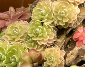 Pinguicula ehlersiae "Algodón de azúcar"
