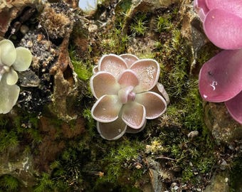 Pinguicula Ehlersiae "Victoria"