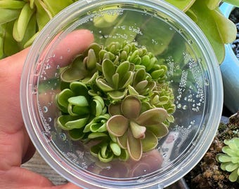 Pinguicula Fiorello III - Tissue Culture,  Small (5.5oz) Flask