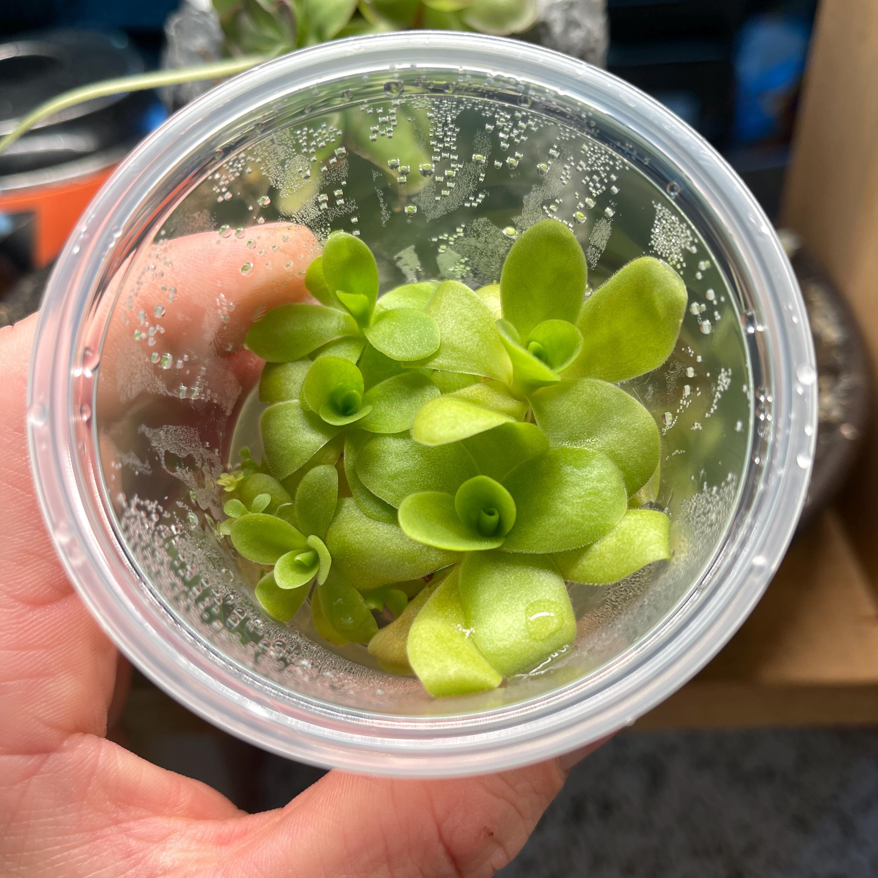 ビカクシダ P.moja woot no number Pinguicula Agnata 