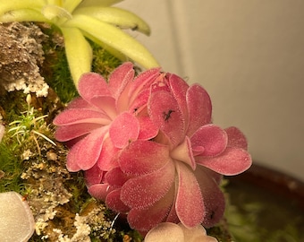 Pinguicula Johanna