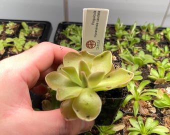 Pinguicula moranensis Caudata