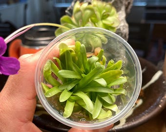 Pinguicula Aphrodite - Tissue Culture Flask, Small (5.5 oz)