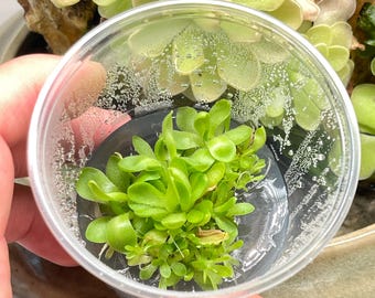 Pinguicula Marciano - Tissue Culture,  Small (5.5oz) Flask