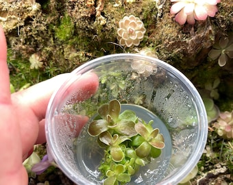 Pinguicula Ehlersiae "Victoria" - Cultivo de tejidos, frasco pequeño (5,5 oz)