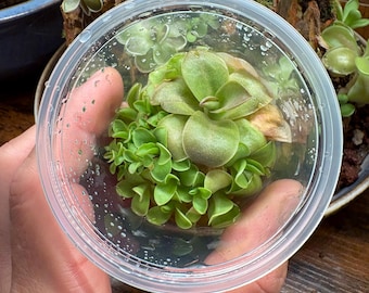 Pinguicula Big Purple Thing x agnata "Red Leaf" Clone 1 - Tissue Culture,  Small (5.5oz) Flask