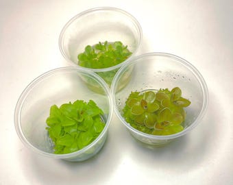 Paquete variado de cultivo de tejidos de Pinguicula (taza pequeña de 5.5 oz)