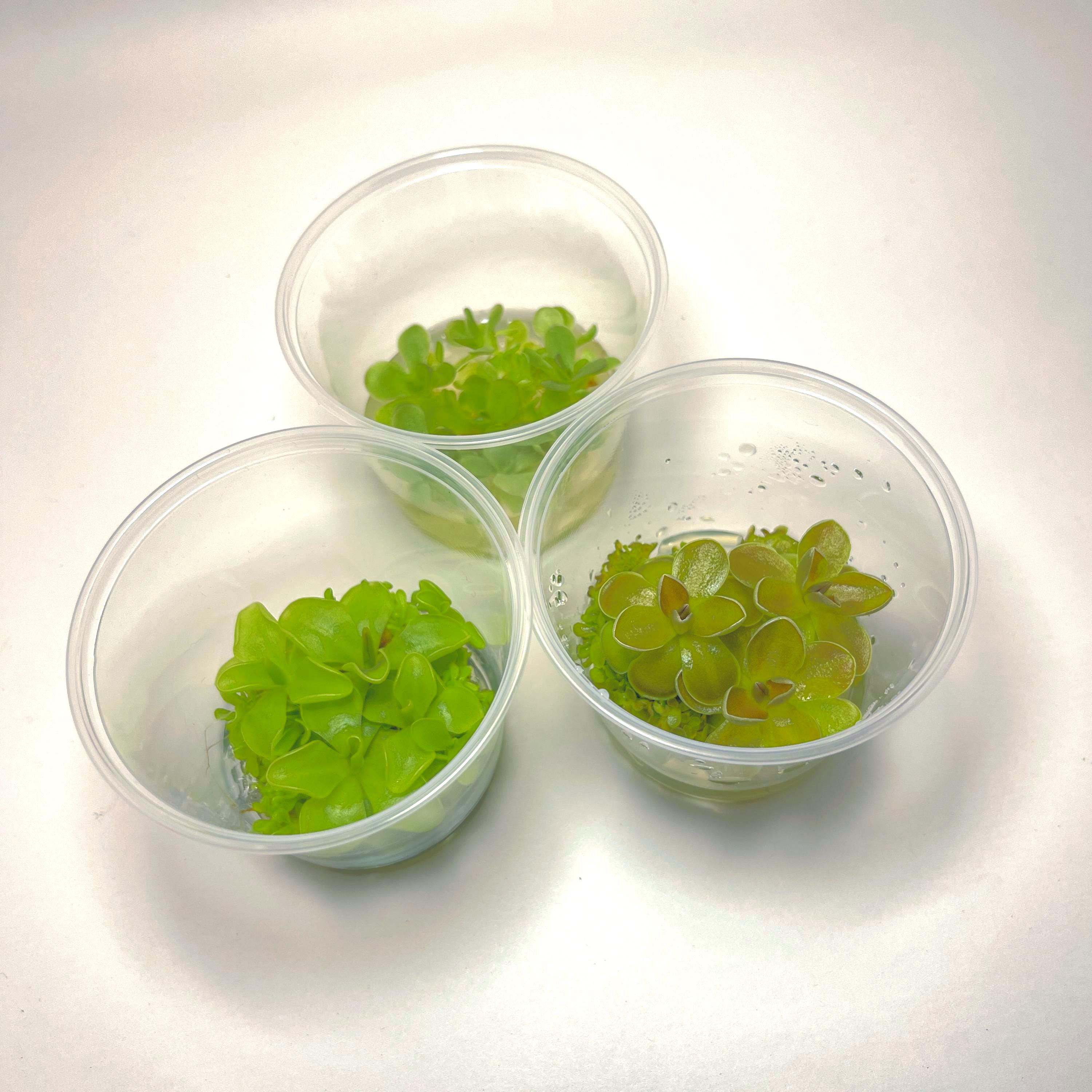 Culture Plants - Etsy