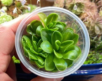 Pinguicula zecheri - Cultivo de tejidos, matraz pequeño (5,5 oz)