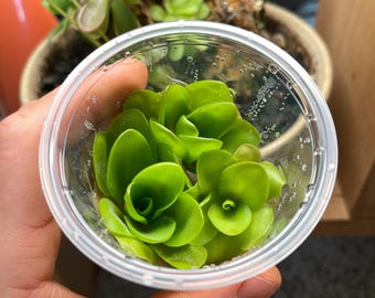Pinguicula Spec. Guatemala - Tissue Culture,  Small (5.5oz) Flask