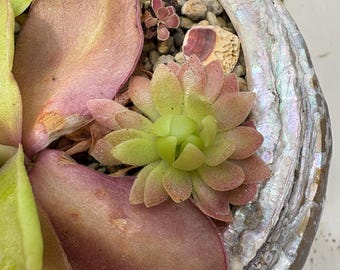 Pinguicula Marciano