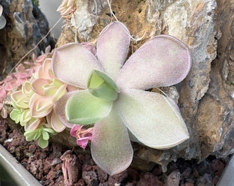 Pinguicula gigantea Red Flush x cyclosecta