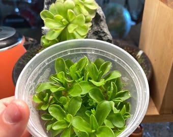 Pinguicula Razzberry Blonde - Cultivo de tejidos, frasco grande (12 oz)