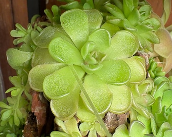 Pinguicula kondoi "Gigante"
