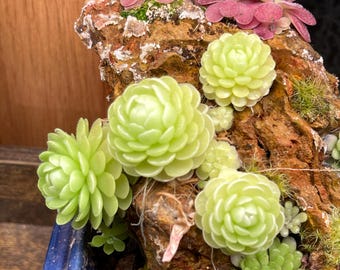 Pinguicula esseriana