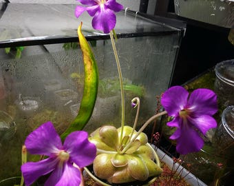 Pinguicula Mehitable