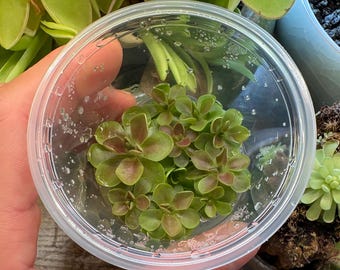 Pinguicula moranensis f. Rosei - Tissue Culture,  Small (5.5oz) Flask