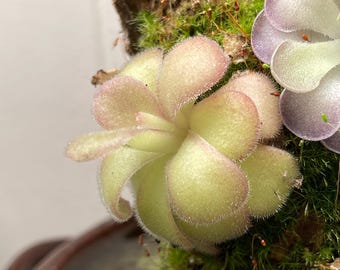 Pinguicula agnata "El Lobo"